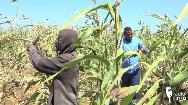 Farmers in southwestern Somalia harvest unripe cereals to beat locust invasion