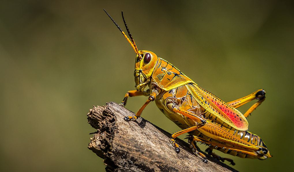 Somalia, U.N. scale up operations against desert locusts