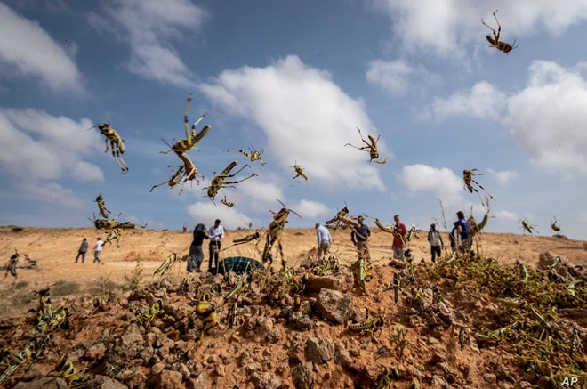 FAO intensifies aerial survey to contain desert locusts in Somalia