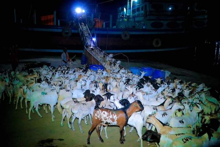 150,000 Goats Set Sail from Bosaso to Gulf Countries