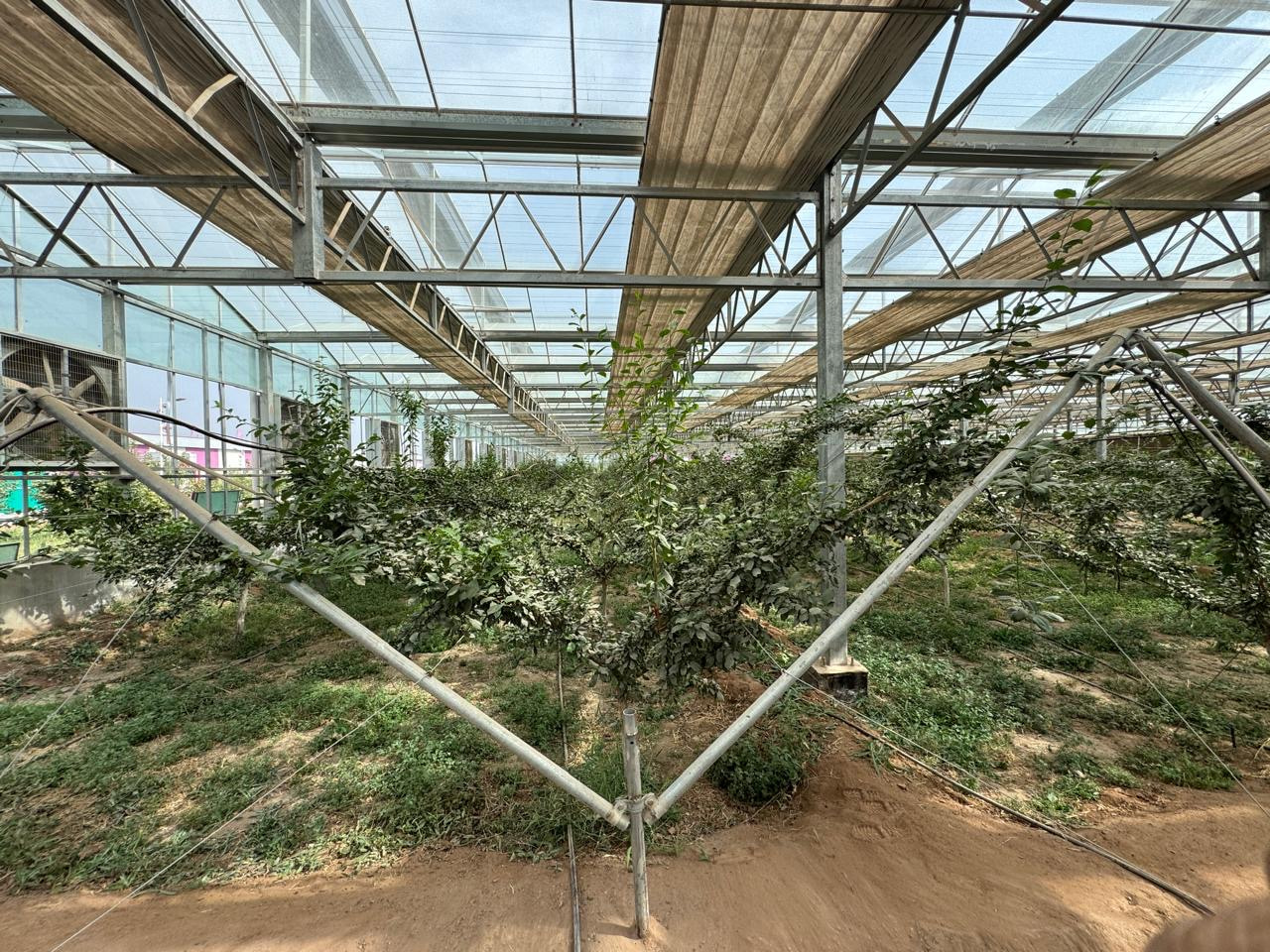 Farming the Desert: How Jiashi County Transformed Arid Land Through Innovation and Water Security