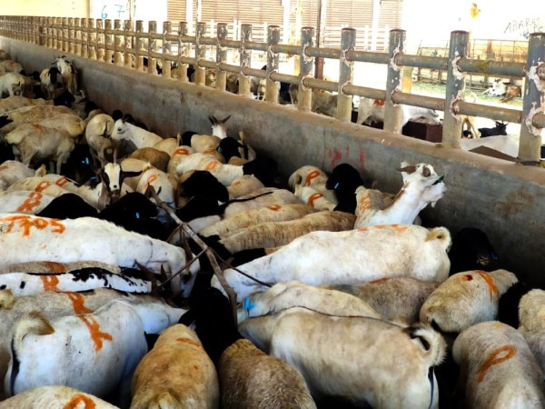 Oman: Over 18,000 sheep imported from Somalia