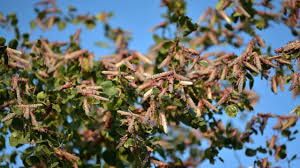 World Bank Approves $40 Million Emergency Financing to Support Somalia’s Desert Locust Response