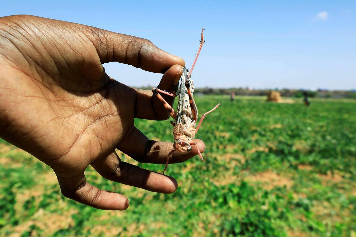 FAO steps up efforts to contain desert locusts in Somalia