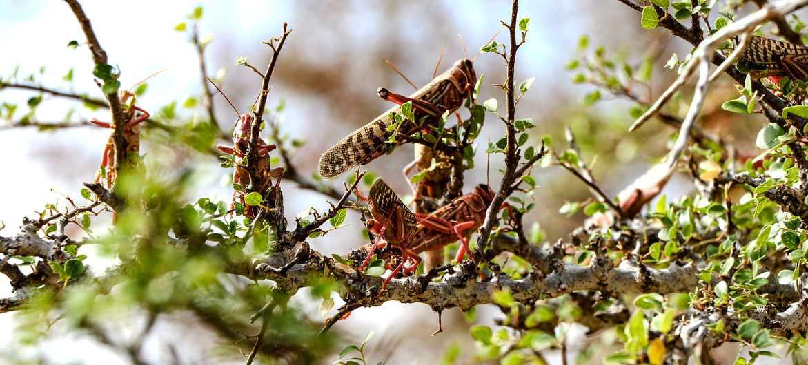 Desert Locust resurgence worries in Horn of Africa