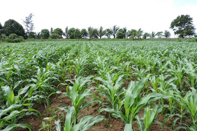 FAO provides rural households in Somalia with cash livestock and agricultural support