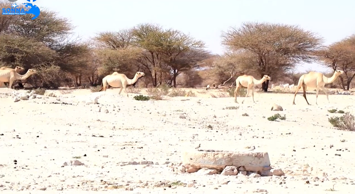 Severe Drought affects the residents of Qaradhi town in Galgadud region