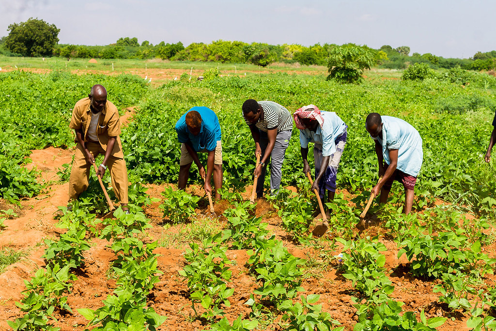 Somalia Taps into China's Agricultural Might to Overcome Longstanding Challenges